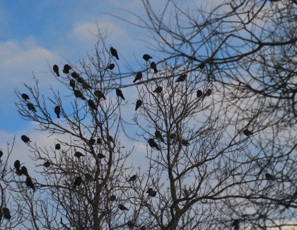Migraţia ciorilor. Între ştiinţă şi mitologie