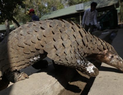 Pangolinul, potențial suspect în răspândirea coronavirusului la oameni