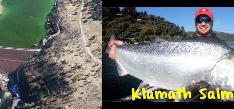 Americanii distrug patru baraje pentru a elibera traseul istoric al somonilor